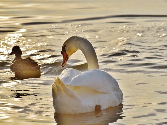 Обои вода, птицы, лебедь, утка, water, birds, swan, duck разрешение 4512x3000 Загрузить