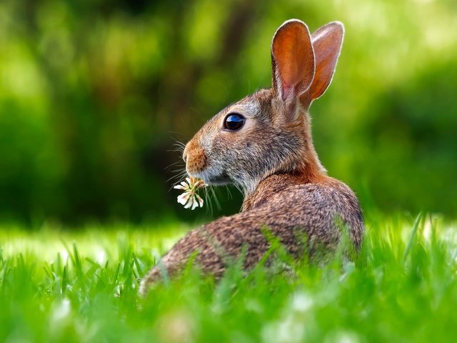 Обои трава, цветок, кролик, уши, заяц, grass, flower, rabbit, ears, hare разрешение 2201x1467 Загрузить