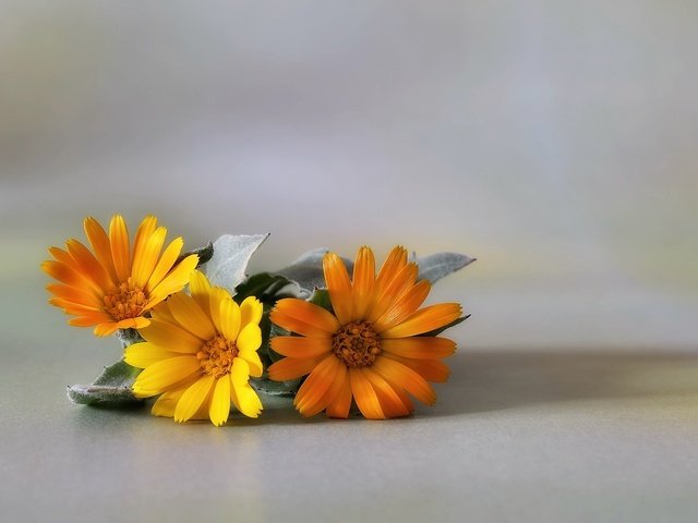 Обои цветы, макро, фон, лепестки, календула, flowers, macro, background, petals, calendula разрешение 2048x1356 Загрузить