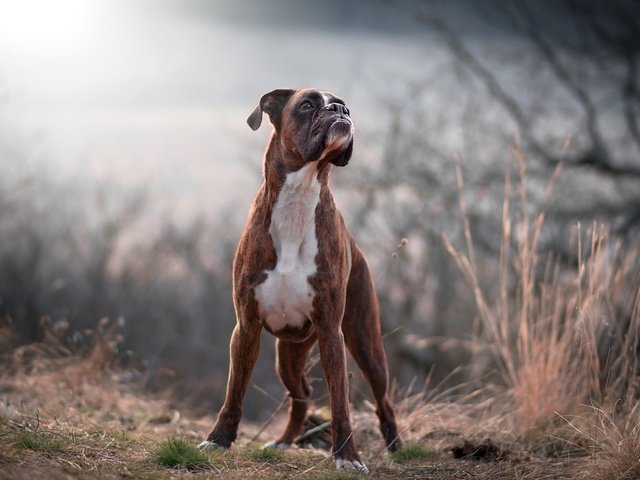 Обои природа, лес, взгляд, собака, друг, боксер, tamás szarka, nature, forest, look, dog, each, boxer разрешение 2048x1365 Загрузить