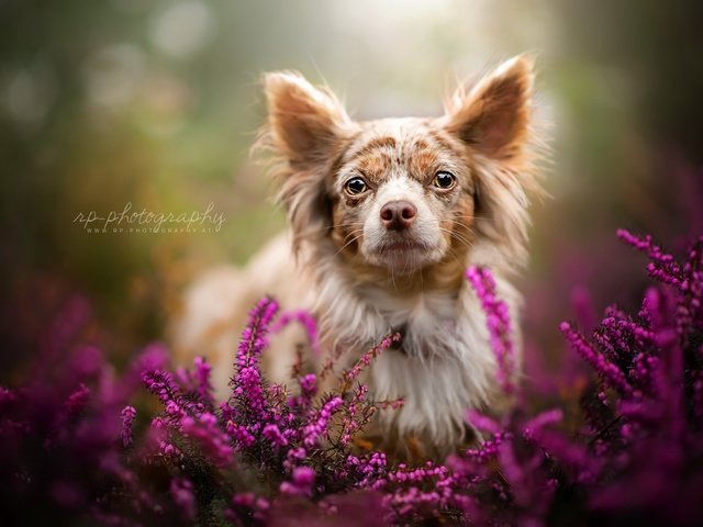 Обои цветы, взгляд, собака, друг, эмили, чихуахуа, dackelpuppy, flowers, look, dog, each, emily, chihuahua разрешение 2048x1367 Загрузить