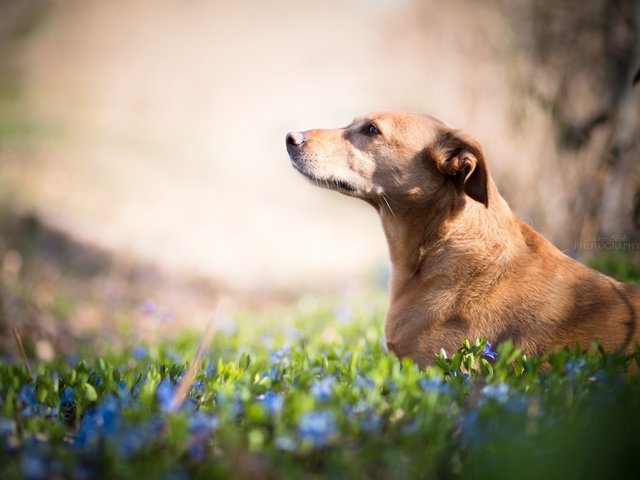 Обои цветы, взгляд, собака, друг, flowers, look, dog, each разрешение 2560x1707 Загрузить