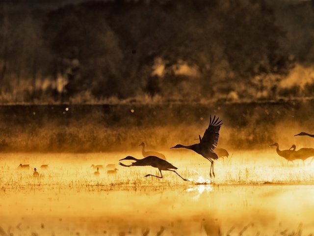 Обои озеро, утро, туман, птицы, lake, morning, fog, birds разрешение 2560x1501 Загрузить