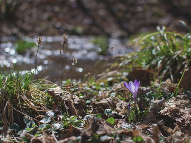 Обои трава, природа, цветок, весна, крокус, grass, nature, flower, spring, krokus разрешение 3000x2000 Загрузить