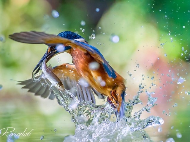 Обои брызги, птица, рыбка, зимородок, улов, squirt, bird, fish, kingfisher, catch разрешение 1920x1200 Загрузить