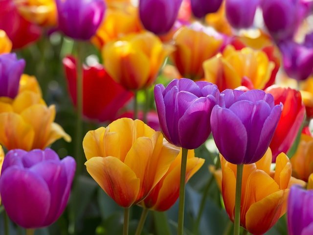 Обои цветы, бутоны, разноцветные, тюльпаны, flowers, buds, colorful, tulips разрешение 1920x1279 Загрузить