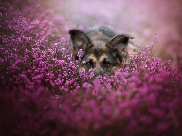 Обои морда, цветы, взгляд, собака, немецкая овчарка, face, flowers, look, dog, german shepherd разрешение 2048x1367 Загрузить