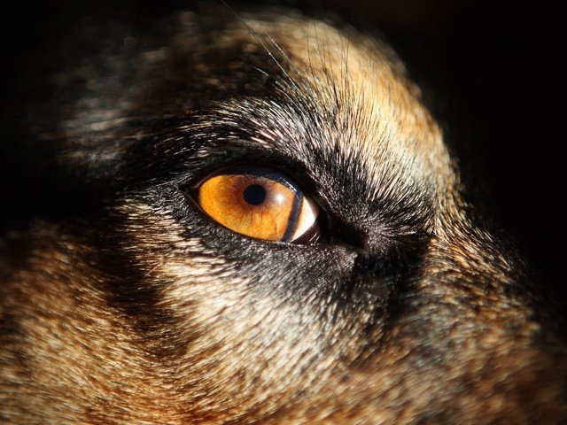 Обои глаза, морда, животные, собака, eyes, face, animals, dog разрешение 2560x1707 Загрузить