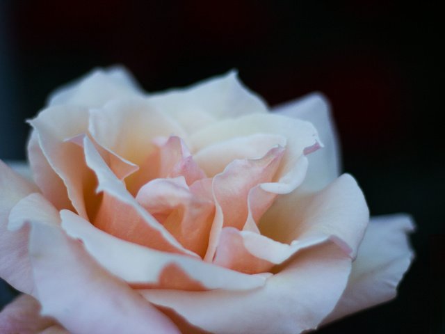 Обои макро, цветок, роза, angelika levshakova, macro, flower, rose разрешение 5184x3456 Загрузить