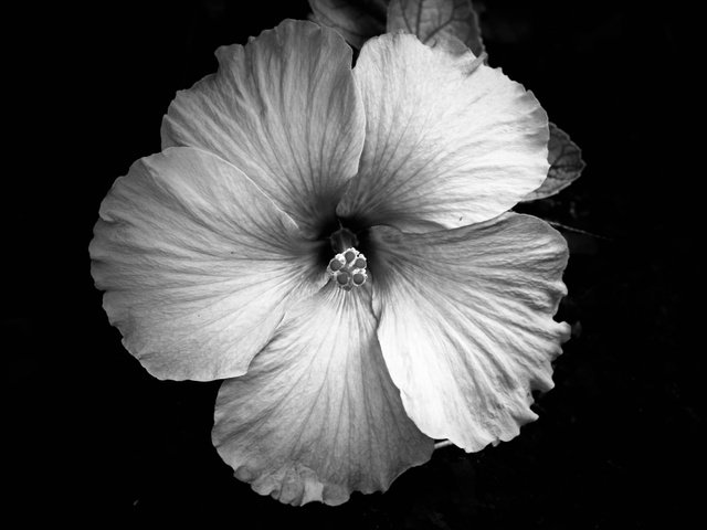 Обои цветок, лепестки, чёрно-белое, jeremy bishop, flower, petals, black and white разрешение 5184x3456 Загрузить