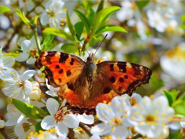 Обои цветение, макро, насекомое, бабочка, весна, flowering, macro, insect, butterfly, spring разрешение 3004x1877 Загрузить