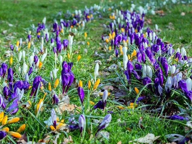 Обои цветы, трава, весна, крокусы, flowers, grass, spring, crocuses разрешение 3600x2270 Загрузить