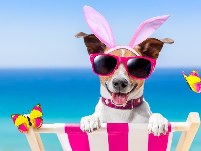 Обои пляж, очки, собака, юмор, бабочки, bunny ears, beach, glasses, dog, humor, butterfly разрешение 5795x3864 Загрузить