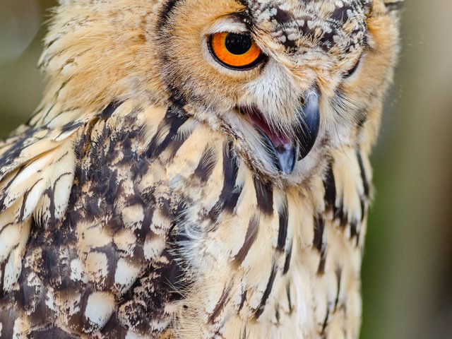 Обои сова, природа, портрет, птица, оперение, крупным планом, mathias appel, хищная птица, owl, nature, portrait, bird, tail, closeup, bird of prey разрешение 3264x4928 Загрузить