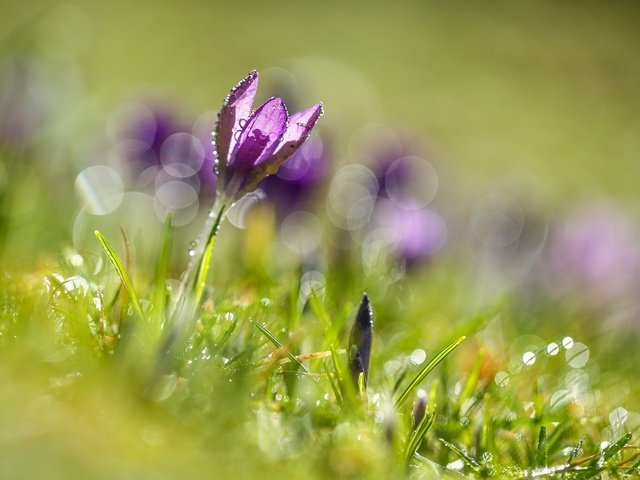 Обои цветы, трава, цветок, блики, весна, крокусы, крокус, боке, flowers, grass, flower, glare, spring, crocuses, krokus, bokeh разрешение 2048x1366 Загрузить