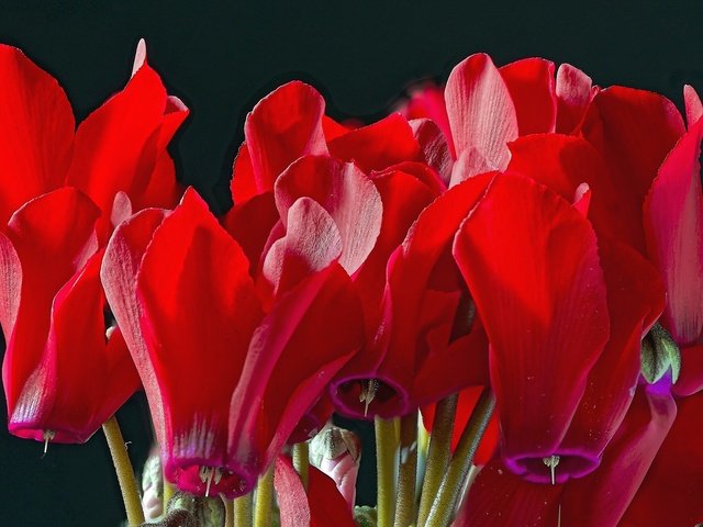 Обои цветы, макро, красные, цикламен, flowers, macro, red, cyclamen разрешение 2048x1367 Загрузить