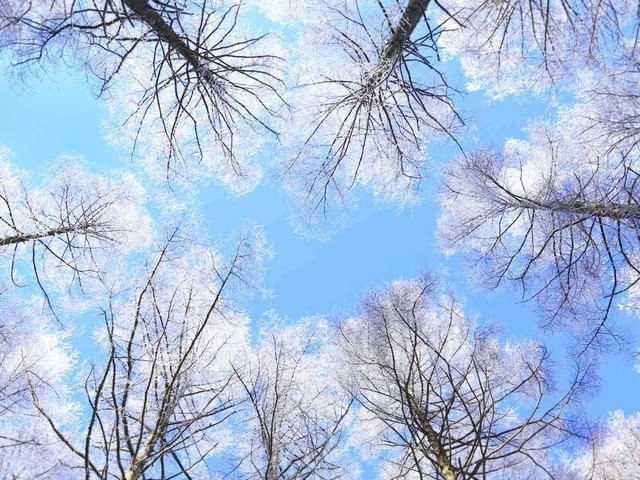 Обои небо, деревья, япония, нагано, the sky, trees, japan, nagano разрешение 1920x1080 Загрузить