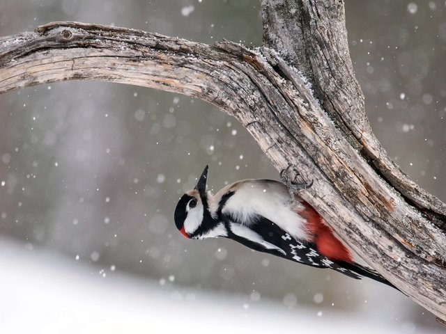 Обои дерево, птица, дятел, great spotted woodpecker, tree, bird, woodpecker разрешение 2048x1463 Загрузить