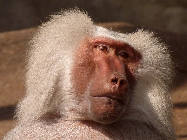 Обои животное, обезьяна, примат, бабуин, peterkraayvanger, animal, monkey, the primacy of, baboon разрешение 4320x2432 Загрузить