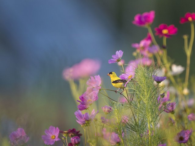 Обои цветы, ray hennessy, растения, животные, ветки, птица, стебли, боке, космея, flowers, plants, animals, branches, bird, stems, bokeh, kosmeya разрешение 3256x2167 Загрузить