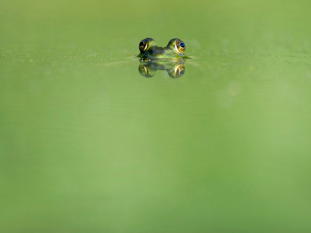 Обои глаза, вода, отражение, животные, лягушка, земноводные, ray hennessy, eyes, water, reflection, animals, frog, amphibians разрешение 4052x2696 Загрузить