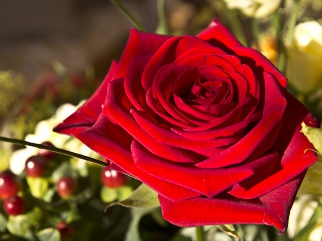 Обои макро, роза, красная, бутон, алая, macro, rose, red, bud, scarlet разрешение 2048x1365 Загрузить