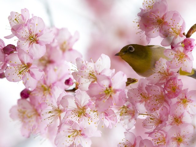 Обои цветение, птица, весна, белоглазка, flowering, bird, spring, white-eyed разрешение 2500x1667 Загрузить