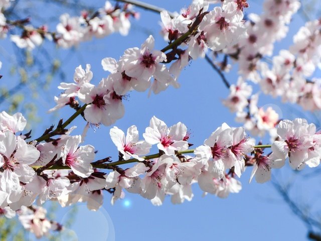 Обои небо, цветение, сад, весна, the sky, flowering, garden, spring разрешение 3438x1600 Загрузить