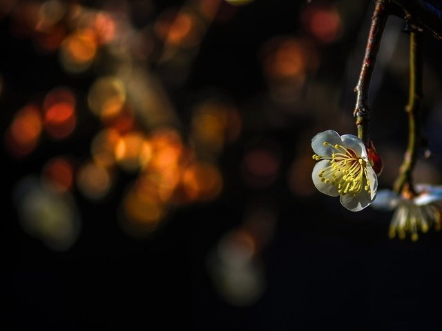 Обои ветка, природа, цветение, весна, боке, branch, nature, flowering, spring, bokeh разрешение 1920x1274 Загрузить