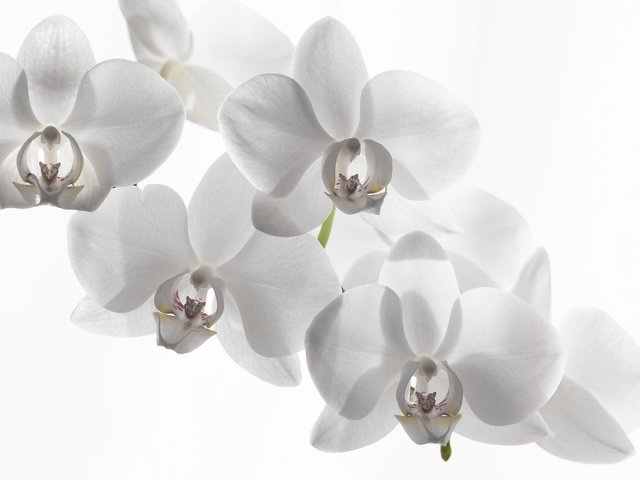 Обои белый фон, орхидея, белая орхидея, white background, orchid, white orchid разрешение 2132x1407 Загрузить