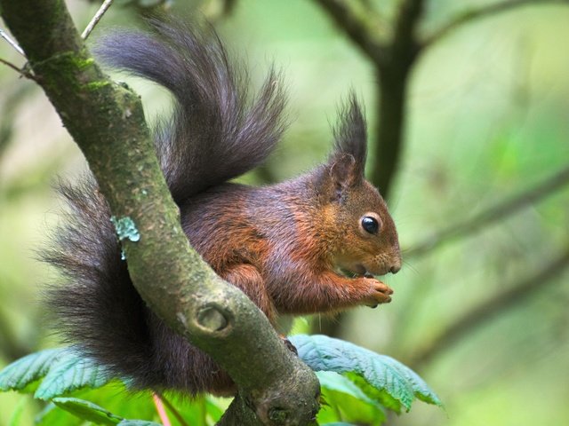 Обои ветка, животное, белка, зверек, хвост, белочка, грызун, branch, animal, protein, tail, squirrel, rodent разрешение 6026x4020 Загрузить