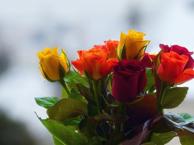 Обои бутоны, фон, розы, букет, buds, background, roses, bouquet разрешение 2480x1654 Загрузить