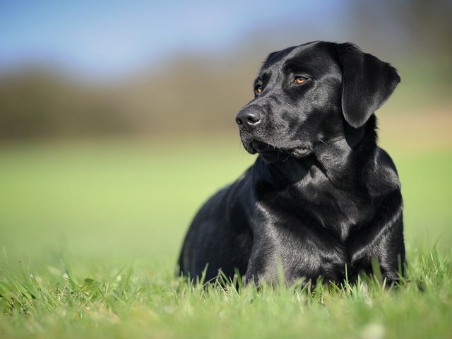 Обои трава, фон, черный, собака, лабрадор-ретривер, grass, background, black, dog, labrador retriever разрешение 5035x2832 Загрузить