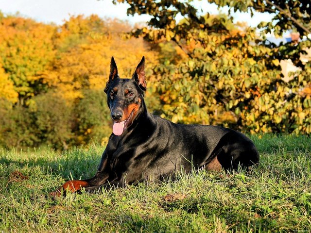 Обои трава, природа, собака, язык, доберман, grass, nature, dog, language, doberman разрешение 2373x1780 Загрузить