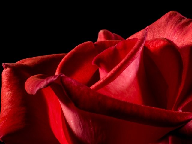 Обои макро, цветок, роза, лепестки, красный, черный фон, macro, flower, rose, petals, red, black background разрешение 3954x2218 Загрузить