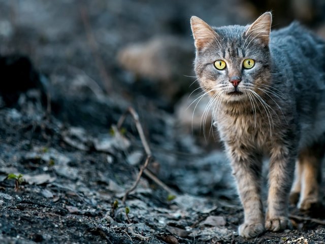 Обои фон, кот, кошка, взгляд, животное, background, cat, look, animal разрешение 2560x1666 Загрузить