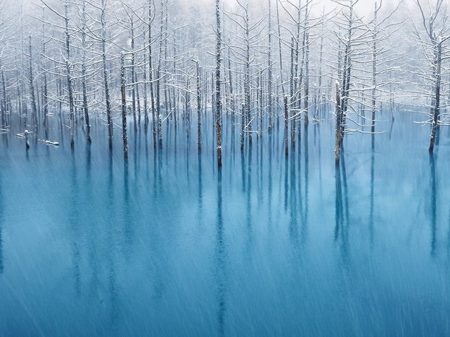 Обои деревья, вода, отражение, пейзаж, иней, наводнение, trees, water, reflection, landscape, frost, flood разрешение 1920x1200 Загрузить