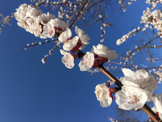 Обои небо, природа, цветение, весна, белые цветы, the sky, nature, flowering, spring, white flowers разрешение 4032x3024 Загрузить