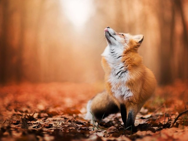 Обои листья, осень, лиса, лисица, животное, leaves, autumn, fox, animal разрешение 2000x1334 Загрузить