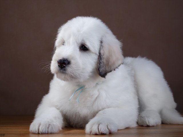 Обои белый, собака, щенок, лабрадор, ретривер, южнорусская овчарка, white, dog, puppy, labrador, retriever, the south russian shepherd dog разрешение 3000x1898 Загрузить