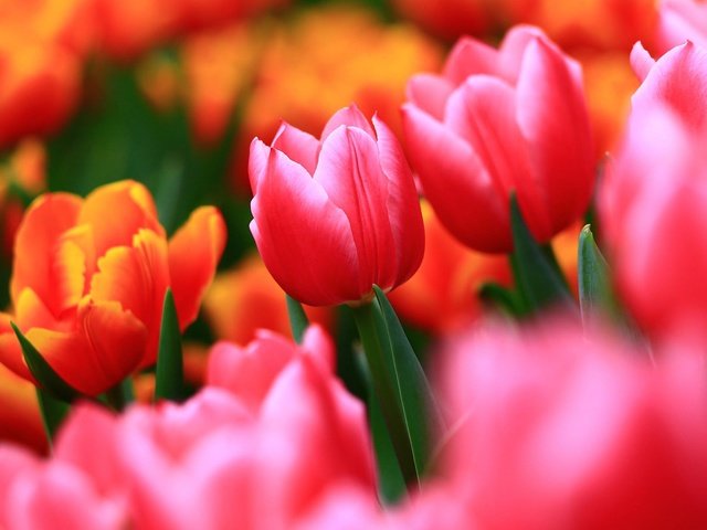 Обои цветы, бутоны, макро, размытость, весна, тюльпаны, flowers, buds, macro, blur, spring, tulips разрешение 2048x1365 Загрузить