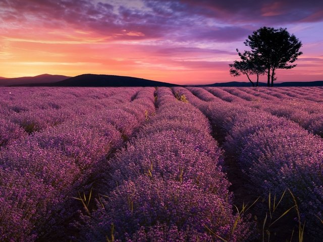 Обои цветы, деревья, вечер, природа, закат, поле, лаванда, за, flowers, trees, the evening, nature, sunset, field, lavender, for разрешение 2048x1306 Загрузить