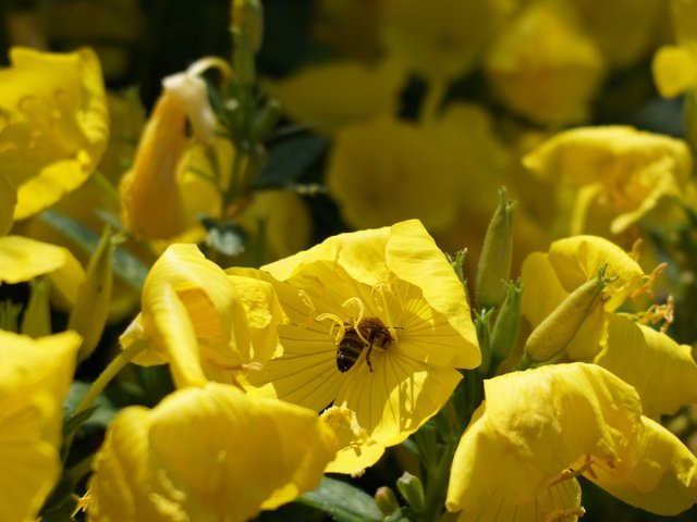 Обои цветы, насекомое, лето, тюльпан, пчела, опыление, flowers, insect, summer, tulip, bee, pollination разрешение 5456x3064 Загрузить