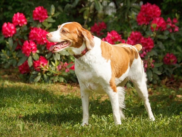 Обои цветы, трава, взгляд, собака, ошейник, лужайка, flowers, grass, look, dog, collar, lawn разрешение 2048x1365 Загрузить