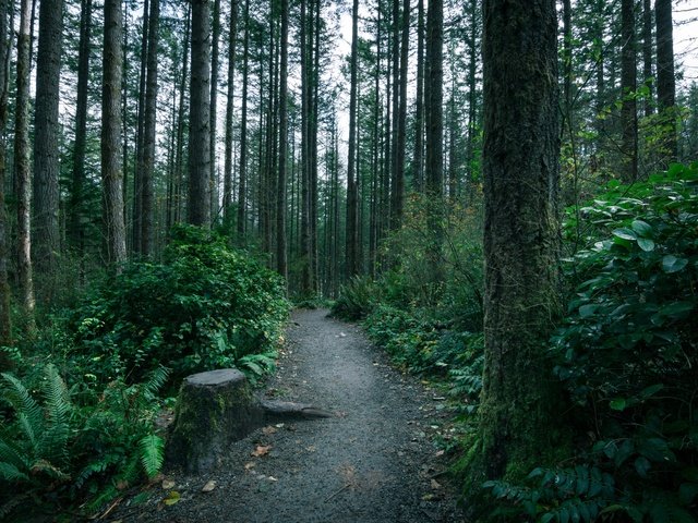 Обои деревья, лес, тропинка, тропа, мох, папоротник, чаща, trees, forest, path, trail, moss, fern, thicket разрешение 5196x3464 Загрузить