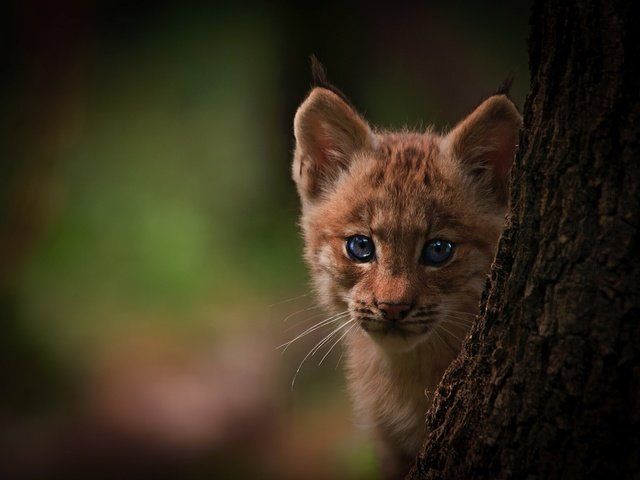 Обои глаза, дерево, фон, рысь, детеныш, eyes, tree, background, lynx, cub разрешение 2048x1552 Загрузить