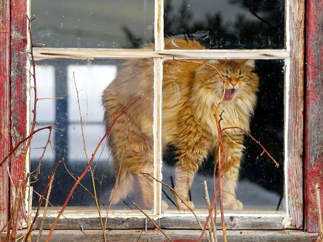 Обои кот, мордочка, кошка, дом, окно, рыжий, лапки, cat, muzzle, house, window, red, legs разрешение 2048x1365 Загрузить