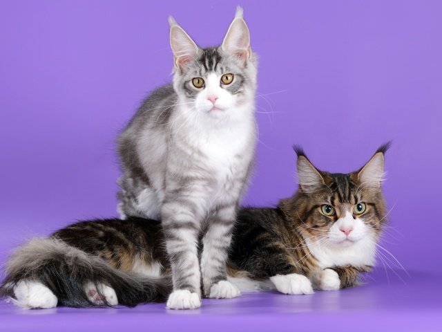 Обои коты, кошки, уши, мейн-кун, cats, ears, maine coon разрешение 2100x1310 Загрузить