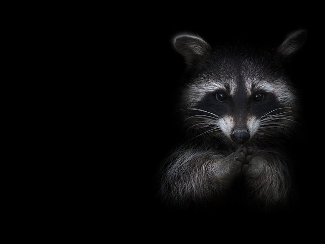 Обои чёрно-белое, животное, лапки, енот, полоскун, black and white, animal, legs, raccoon, a gargle разрешение 1920x1080 Загрузить