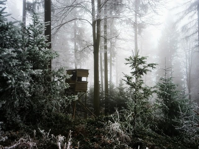 Обои деревья, лес, зима, туман, вышка, trees, forest, winter, fog, tower разрешение 1920x1279 Загрузить